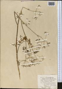 Elwendia chaerophylloides (Regel & Schmalh.) Pimenov & Kljuykov, Middle Asia, Pamir & Pamiro-Alai (M2) (Uzbekistan)