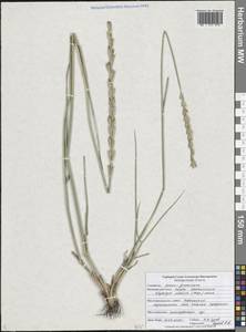 Thinopyrum elongatum (Host) D.R.Dewey, Eastern Europe, Central forest-and-steppe region (E6) (Russia)