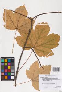 Acer pseudoplatanus L., Eastern Europe, Central region (E4) (Russia)