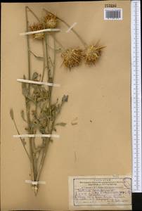 Psephellus sintenisii (Freyn) Ertugrul & Uysal, Middle Asia, Kopet Dag, Badkhyz, Small & Great Balkhan (M1) (Turkmenistan)
