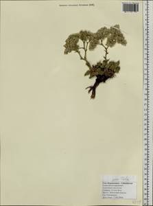 Goniolimon speciosum (L.) Boiss., Siberia, Altai & Sayany Mountains (S2) (Russia)