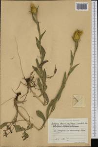 Centaurea thracica (Janka) Gugler, Western Europe (EUR) (Bulgaria)