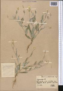 Chardinia orientalis (L.) Kuntze, Middle Asia, Karakum (M6) (Turkmenistan)