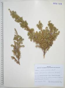 Juniperus communis var. saxatilis Pall., Siberia, Russian Far East (S6) (Russia)
