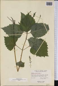 Phryma leptostachya L., America (AMER) (Canada)