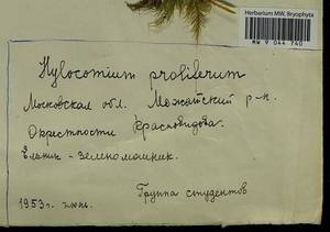 Hylocomium splendens (Hedw.) Schimp., Bryophytes, Bryophytes - Moscow City & Moscow Oblast (B6a) (Russia)