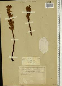 Orobanche alba, Eastern Europe, Central forest-and-steppe region (E6) (Russia)