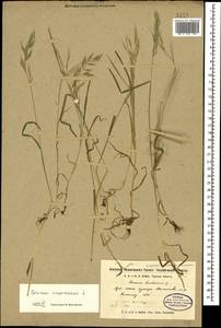 Bromus racemosus L., Caucasus, Stavropol Krai, Karachay-Cherkessia & Kabardino-Balkaria (K1b) (Russia)