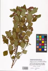 Physocarpus opulifolius (L.) Maxim., Eastern Europe, Moscow region (E4a) (Russia)
