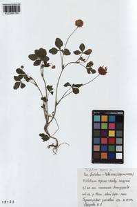 KUZ 000 750, Trifolium repens L., Siberia, Altai & Sayany Mountains (S2) (Russia)