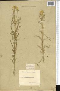 Erysimum quadrangulum Desf., Middle Asia, Northern & Central Kazakhstan (M10) (Kazakhstan)