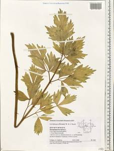 Levisticum officinale Koch, Eastern Europe, Central region (E4) (Russia)