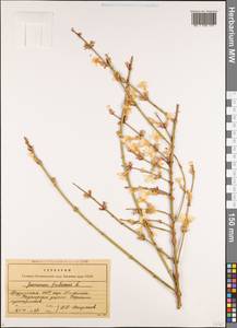 Chrysojasminum fruticans (L.) Banfi, Caucasus, Georgia (K4) (Georgia)