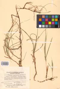 Carex arenaria L., Eastern Europe, North-Western region (E2) (Russia)