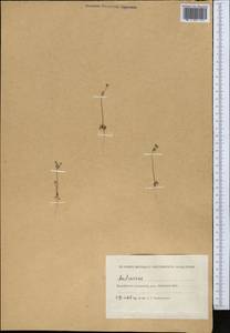 Androsace, Middle Asia, Caspian Ustyurt & Northern Aralia (M8) (Kazakhstan)