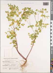 Euphorbia stricta L., Caucasus, Krasnodar Krai & Adygea (K1a) (Russia)