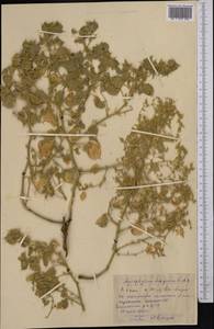 Agriophyllum latifolium Fisch. & C. A. Mey., Middle Asia, Karakum (M6) (Turkmenistan)