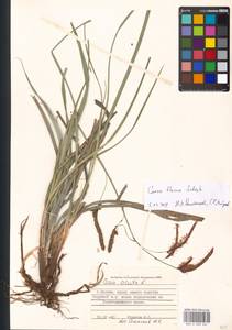 Carex flacca Schreb., Eastern Europe, Moscow region (E4a) (Russia)