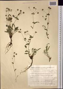 Bupleurum triradiatum Adams ex Hoffm., Siberia, Chukotka & Kamchatka (S7) (Russia)