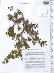 Lonicera pamirica Pojark., Middle Asia, Pamir & Pamiro-Alai (M2) (Tajikistan)