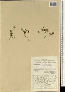 Astragalus confertus Benth. ex Bunge, Mongolia (MONG) (Mongolia)