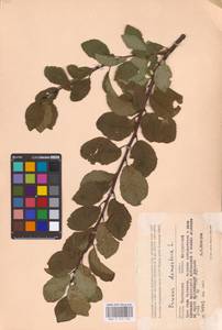Prunus domestica L., Eastern Europe, Central forest-and-steppe region (E6) (Russia)