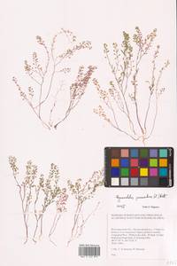 Hornungia procumbens (L.) Hayek, Eastern Europe, Lower Volga region (E9) (Russia)