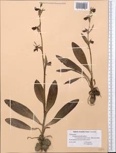 Ophrys sphegodes subsp. mammosa (Desf.) Soó ex E.Nelson, Middle Asia, Kopet Dag, Badkhyz, Small & Great Balkhan (M1) (Turkmenistan)