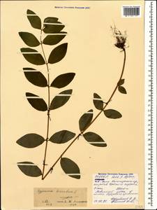 Hypericum hirsutum L., Caucasus, North Ossetia, Ingushetia & Chechnya (K1c) (Russia)
