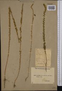 Sedobassia sedoides (Pall.) Freitag & G. Kadereit, Middle Asia, Northern & Central Kazakhstan (M10) (Kazakhstan)