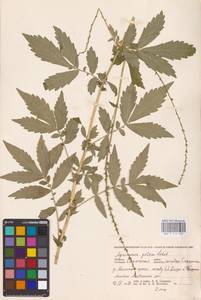 Agrimonia pilosa Ledeb., Eastern Europe, Western region (E3) (Russia)