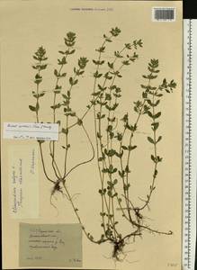 Clinopodium acinos (L.) Kuntze, Eastern Europe, South Ukrainian region (E12) (Ukraine)