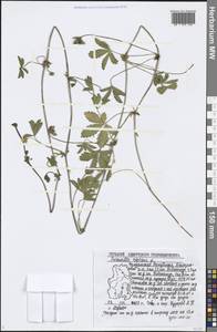 Potentilla reptans L., Eastern Europe, Volga-Kama region (E7) (Russia)