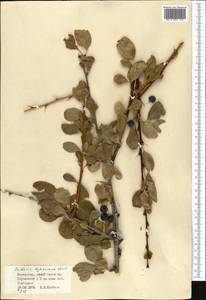 Berberis heteropoda Schrenk, Middle Asia, Dzungarian Alatau & Tarbagatai (M5) (Kazakhstan)