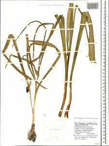 Ornithogalum arcuatum Steven, Caucasus, Stavropol Krai, Karachay-Cherkessia & Kabardino-Balkaria (K1b) (Russia)