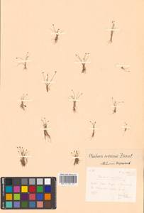 Eleocharis yokoscensis (Franch. & Sav.) Tang & F.T.Wang, Siberia, Russian Far East (S6) (Russia)