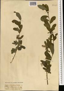 Salix kochiana Trautv., Mongolia (MONG) (Mongolia)