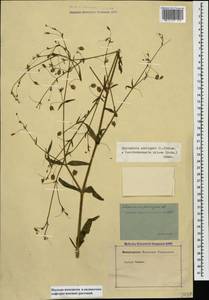 Gypsophila pilosa Huds., Caucasus, Armenia (K5) (Armenia)