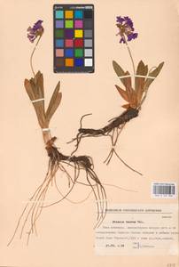 Primula deorum Velen., Western Europe (EUR) (Bulgaria)