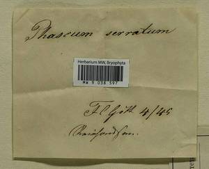 Ephemerum serratum (Schreb. ex Hedw.) Hampe, Bryophytes, Bryophytes - Western Europe (BEu) (Germany)