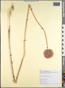 Allium rotundum L., Caucasus, Krasnodar Krai & Adygea (K1a) (Russia)