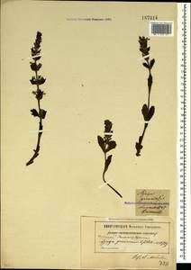 Ajuga genevensis L., Crimea (KRYM) (Russia)