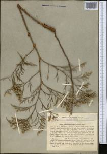 Limonium otolepis (Schrenk) Kuntze, Middle Asia, Karakum (M6) (Turkmenistan)