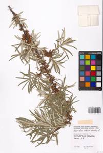 Hippophae rhamnoides L., Eastern Europe, Moscow region (E4a) (Russia)