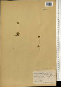 Androsace bungeana Schischk. & Bobrov, Mongolia (MONG) (Mongolia)