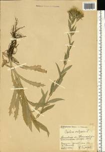 Carlina vulgaris L., Eastern Europe, Moscow region (E4a) (Russia)