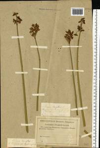 Schoenoplectus lacustris (L.) Palla, Eastern Europe, Middle Volga region (E8) (Russia)
