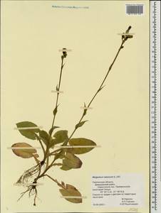 Lactuca tatarica (L.) C. A. Mey., Eastern Europe, Western region (E3) (Russia)