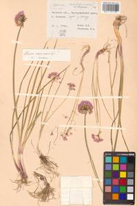 Allium maximowiczii Regel, Siberia, Russian Far East (S6) (Russia)