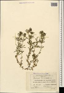 Galium tricornutum Dandy, Caucasus, Azerbaijan (K6) (Azerbaijan)
